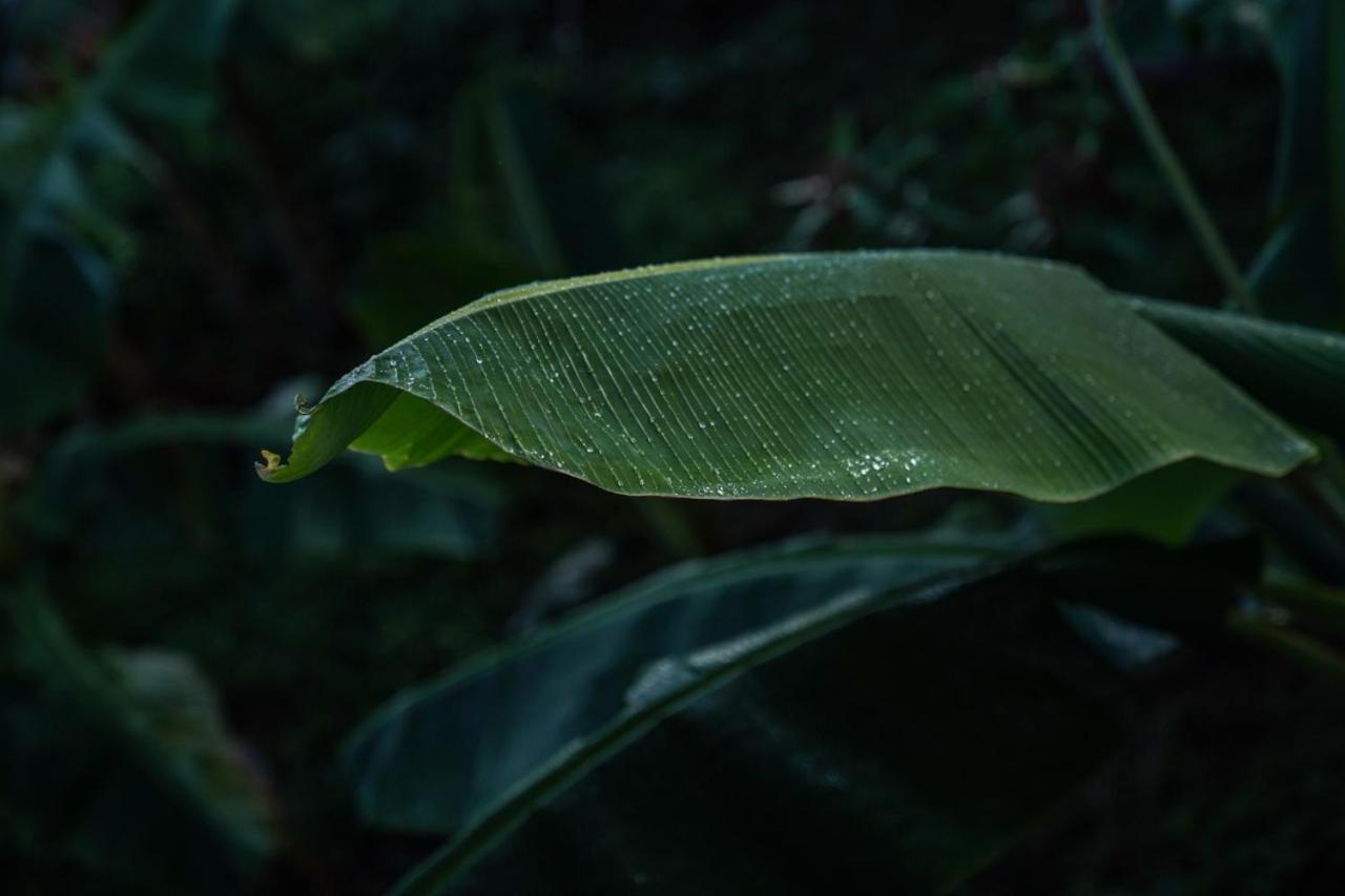 Samana Ecolodge El Limon ภายนอก รูปภาพ