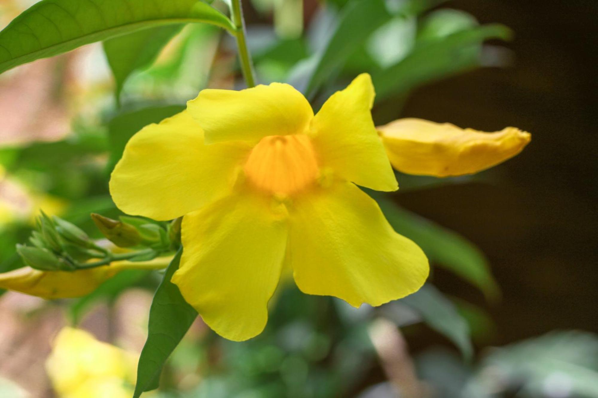 Samana Ecolodge El Limon ภายนอก รูปภาพ
